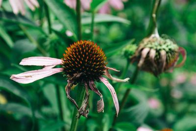Close-up of wilted coneflowers blooming on field