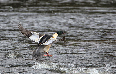 Side view of a bird flying over water