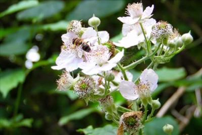 Close-up of white flowers