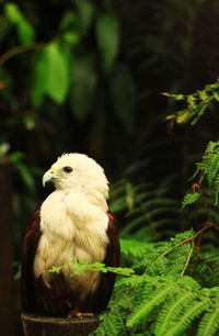 Close-up of bird perching on tree