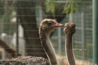 Close-up of ostrich 