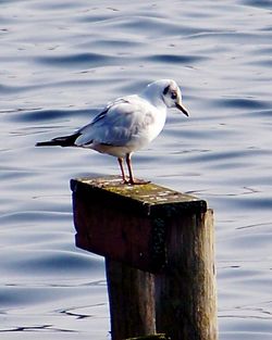 Seagull perching on water