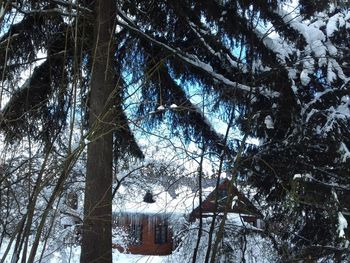 Low angle view of frozen trees in forest during winter