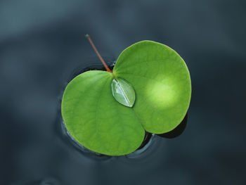 Close-up of wet green leaf