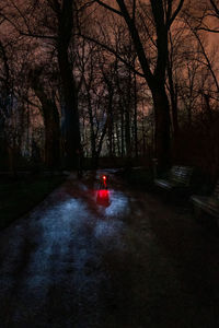 Car on road amidst trees at night