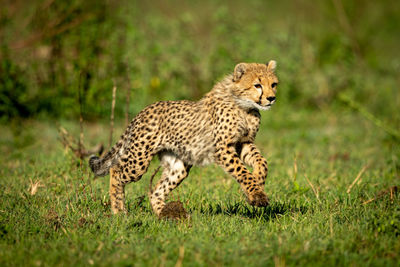 Cheetah cub running on grass