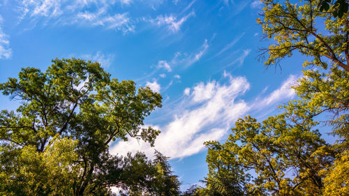 Low angle view of trees against blue sky