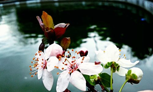 Close-up of fresh white flowers blooming on tree