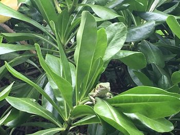 Close-up of plant