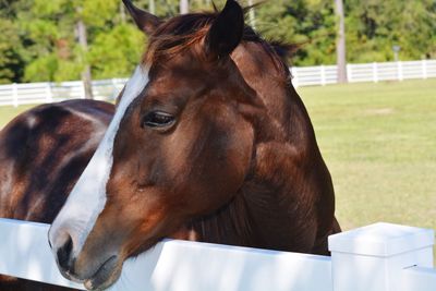 Close-up of horse