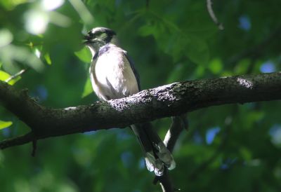 Close-up of bird perching on tree