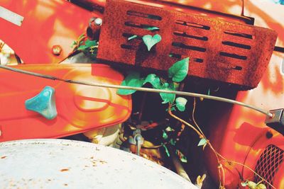 Close up of red leaves