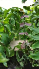 Close-up of flowering plant