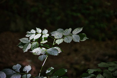 Close-up of white flowering plant