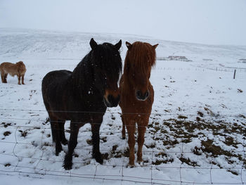 Horse on snow covered field