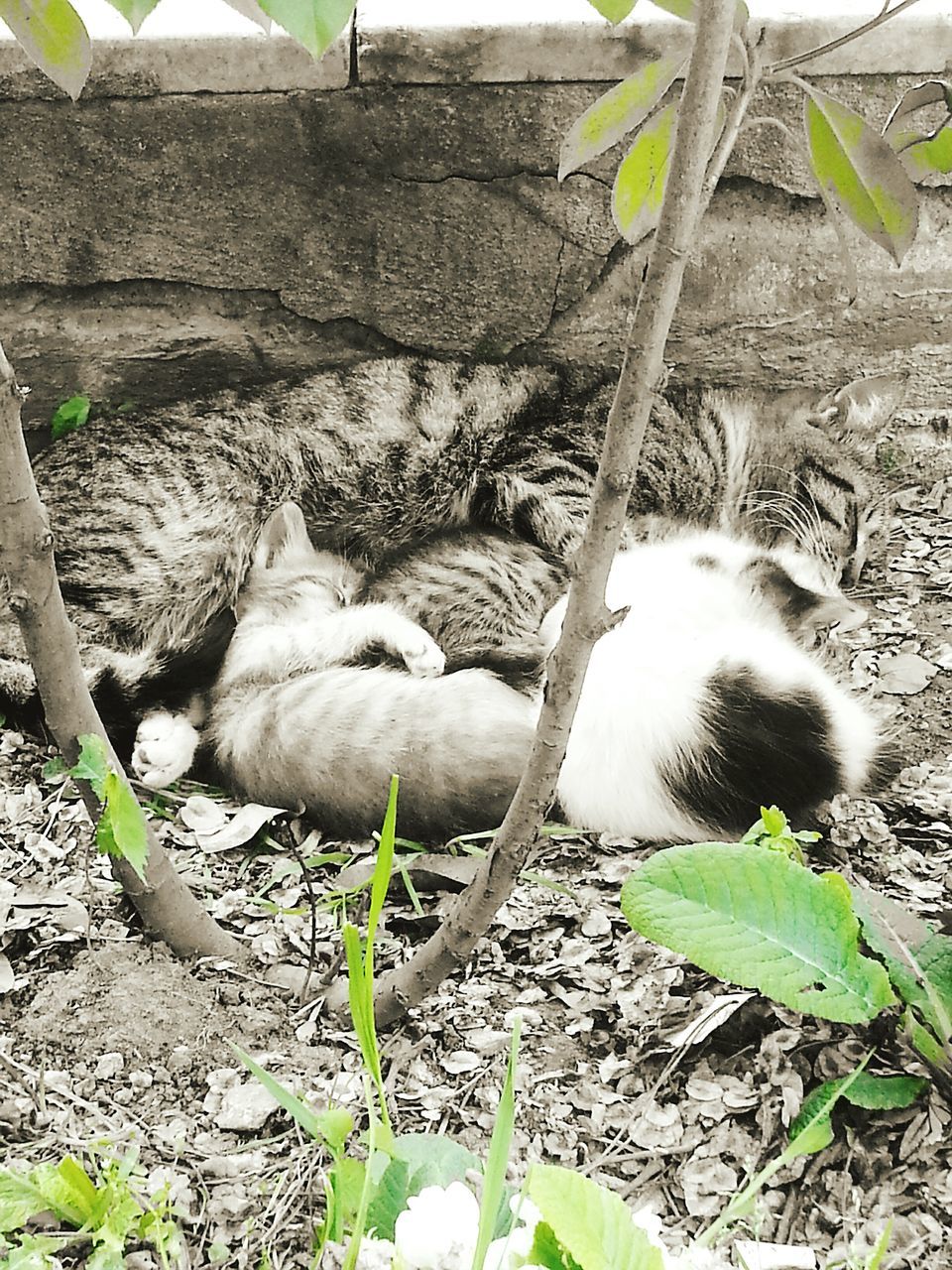 animal themes, mammal, domestic animals, one animal, plant, relaxation, pets, resting, domestic cat, two animals, leaf, cat, wildlife, field, young animal, lying down, front or back yard, outdoors, nature, day