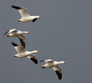 Seagulls flying in the sky