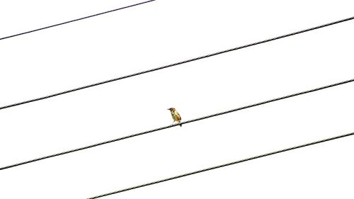 Low angle view of power lines