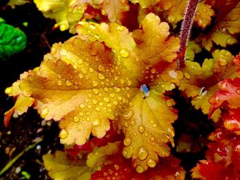 Close-up of wet yellow flowering plant