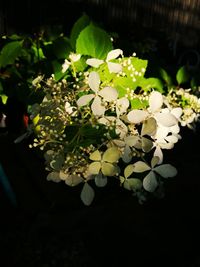 Close-up of white flowering plant