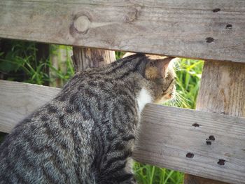 Close-up of a cat looking for a goose