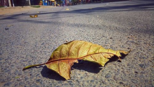 Close-up of yellow maple leaf on street