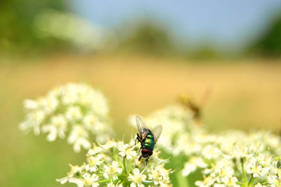 Close-up of insect on flower in field