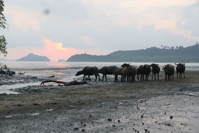 Horses in the sea during sunset