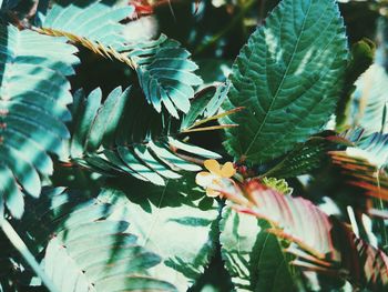 Close-up of leaves on plant