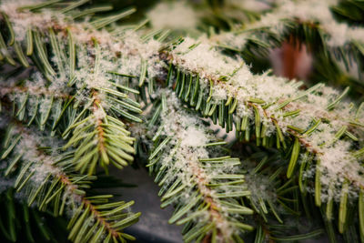 Close-up of snow covered fern leaves