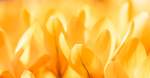 Full frame shot of yellow flower