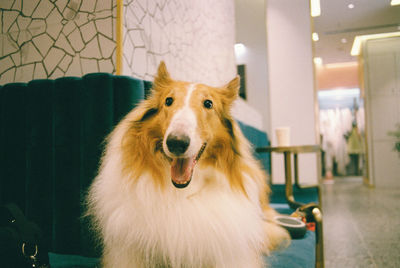 Close-up portrait of a dog at home