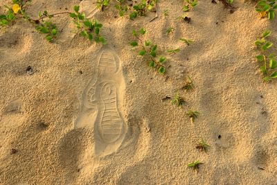 soil