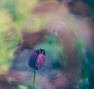 Black tulip blooming bokeh effect beautiful background