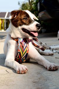 Close-up of a dog with pirate eye  looking away