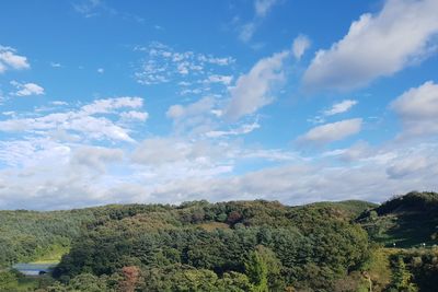 Low angle view of trees against sky