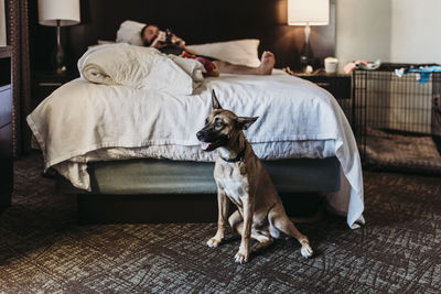 Portrait of young german shepard mix dog with bone in hotel room