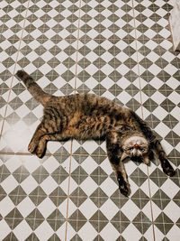 High angle view of cat on tiled floor