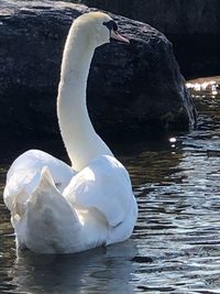 Swan swimming in lake