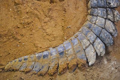 High angle view of crocodile on sea shore