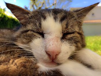 Close-up of cat with eyes closed