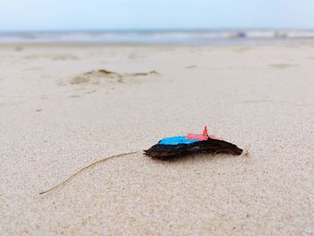 Close-up of crab on beach