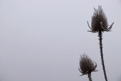 Low angle view of flowering plant against sky