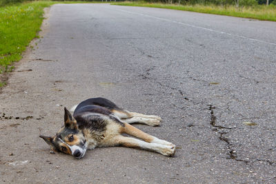 Dog lying down on road