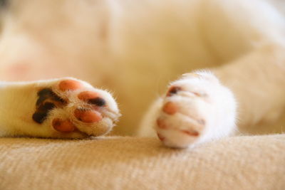 Cute cat paws of a deeply sleeping cat