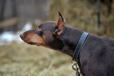 Side view of a dog looking away