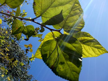 Low angle view of leaves against clear blue sky