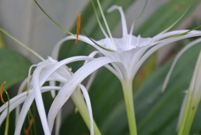 Close-up of white flower