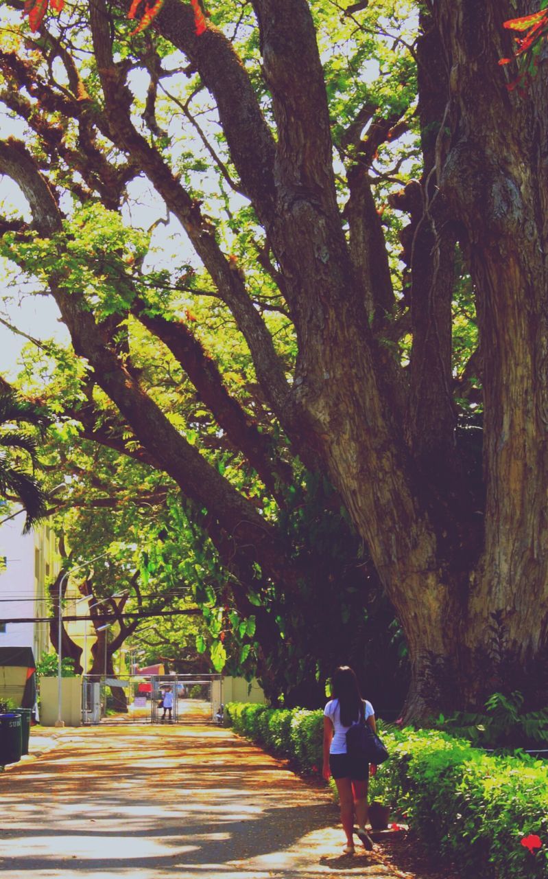 tree, rear view, lifestyles, walking, full length, leisure activity, person, men, the way forward, footpath, growth, tree trunk, branch, casual clothing, nature, outdoors, pathway