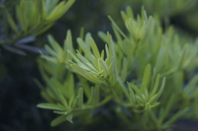 Close-up of plants